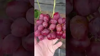 Виноград Красна роза