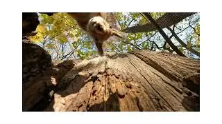 Squirrel at Terletskiy Park | Белка в Терлецкой дубраве
