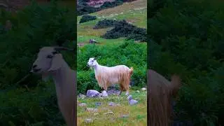 Village Life in the Mountains of Iran @mountaintale#shorts