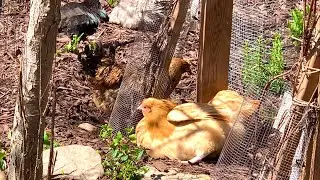 Coop Scaping / Edible Landscaping For Chickens ~ With Twin Cities Adventures