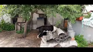 Бугай Алабай Чон Таш.Ладный юниор. Сын Улаана, внук Кайрат Ит Арашана.