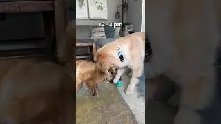 The secret life of a puppy