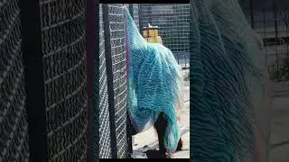 В Тайгане своя Хюррем Султан 🤣 Дана 100% звезда!