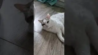 #вика #юмор #смешнаякошка #гимнастика #весна #весело #смешная