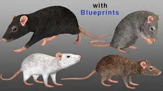 Medhue Rat in Unreal Engine!!