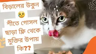 শীতে গোসল ছাড়া কিভাবে বিড়ালের উকুন দূর করবেন?#catfleaproblem #catfleasolution