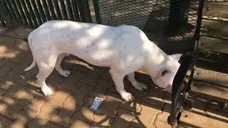 Dogo Argentino Evde Beslenir mi ?