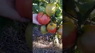 Устойчивые к фитофторе сорта томатов