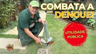 Dengue: Dicas Infalíveis para Eliminar Mosquitos de Casa!