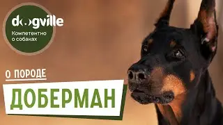 Доберман - О породе - Как выбрать щенка Добермана?