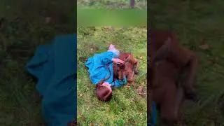 Лось застрял между камнями и добрые люди спасли его