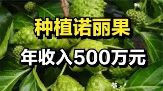 大学生种植诺丽果，一斤能卖50元，年收入高达500万元