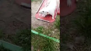 Крыса качается на качелях. Это РАТАТУЙ. Очень любимый, очень милый