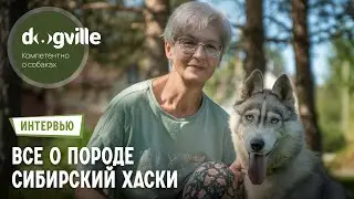 Сибирский хаски – О породе с руководителем питомника