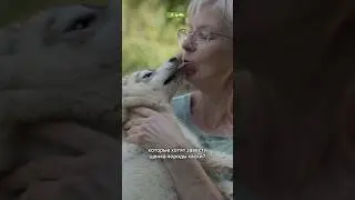 Советы для будущих владельцев хаски 