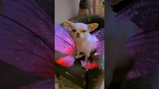 Подписка ЧИПИКУ🙏🙏🙏 