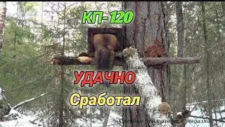 Кп-120, Кп-250 установка на Андатру , соболя, бобра, барсука [Результаты охоты]
