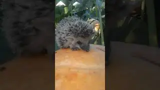 Ежик и тыква.