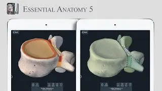 Essential Anatomy 5: Skeleton System Plus