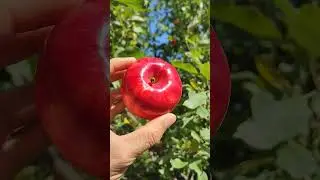 Мантет (летний сорт)