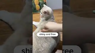 Cat Brushing Made Simple