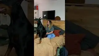 Doberman is doing a trust fall with her owner!