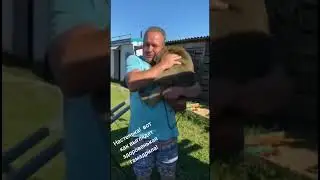 #Гамадрил