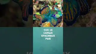 Топ 10 самых красивых рыб 
