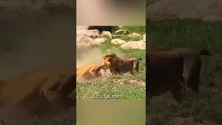 Лев спас львицу от смерти.