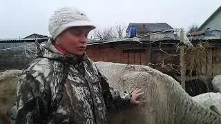 Вычесываю клещей у коровы🐮