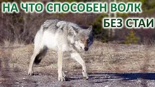 На что способен ВОЛК без стаи Так ли серый хищник страшен и опасен в одиночку?
