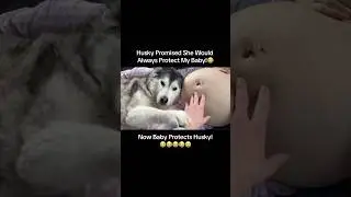 Husky protects unborn brother ❤️