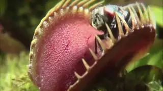 CARNIVOROUS PLANTS - PREY || LIVING EARTH ©