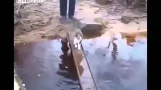 Смешные кошки и собаки