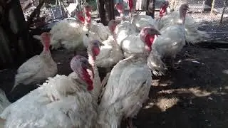 Индюки подросли. Зачем их разделять!?