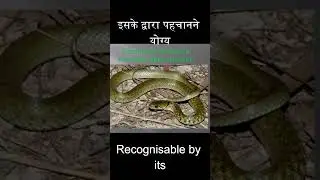 Russell's Boa and Checkered Keelback Snake: Educational Wildlife Short #snake #russell #dhonda