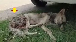 Rescue Poor Dog who was suffering from multiple maggot wounds