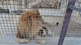 ❤️Лев Витя. Соседи сервалы и павлины. #animals #lions #животные