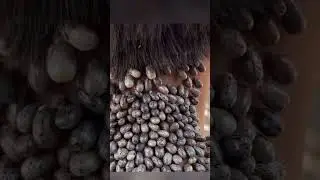 Никогда НЕ трогай эту улитку!