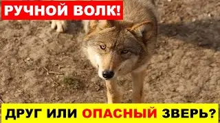 РУЧНОЙ ВОЛК ОПАСНЕЕ ДИКОГО! ВОЛЧЬЯ СТАЯ - ЖИЗНЬ ВОЛКОВ