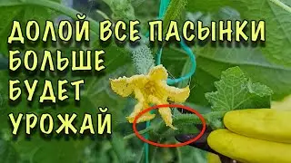 Огурцы формирую в ОДИН СТЕБЕЛЬ, плодоносят КАК БЕШЕНЫЕ! 