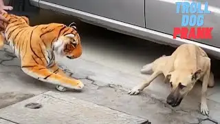 Troll Prank Dog Funny & Fake Lion & Tiger Prank To dog Part 2