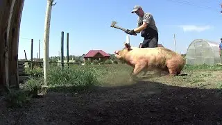 447❌ЗАБОЙ НА 198 КГ 🐷