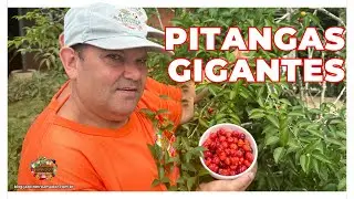 Colheita das Pitangas Gigantes e Doces