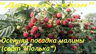ПОСАДКА МАЛИНЫ ОСЕНЬЮ БЕЗ ОШИБОК!