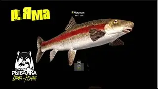 Русская рыбалка 4. 🎣 ЧУКУЧАН 🐟 ЗАКРЫЛ КАРТИНКУ...👀