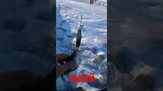 Отжал удочку, наловил рыбы. 