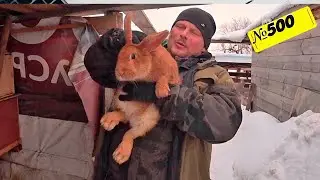 Купили племенных кроликов в лпх моряк. Беда с маленьким щенком. Жизнь в Омской деревне.