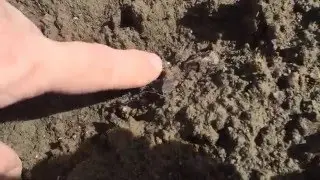 Hunting Diamonds in Murfreesboro, AR at Crater of the Diamonds State Park