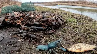 Голубые раки и золотые караси , давно таких ловили?) разведение раков в домашних условиях...